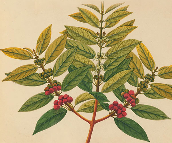 Χαρτογραφώντας τις ποικιλίες του Robusta με το World Coffee Research