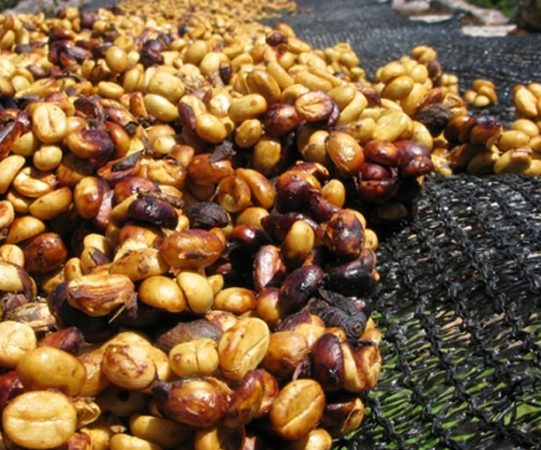 Τι εννοούμε όταν λέμε πως ένας καφές είναι Honey Processed;